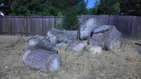 [Hearth.com] They say it's oak- Tree ID Plesase