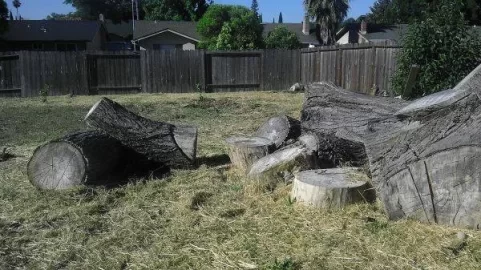 [Hearth.com] They say it's oak- Tree ID Plesase