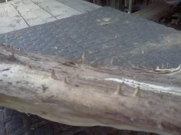 [Hearth.com] They say it's oak- Tree ID Plesase