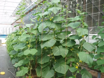 [Hearth.com] 2012 Alaska Green house update pics