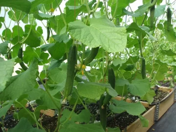 [Hearth.com] 2012 Alaska Green house update pics