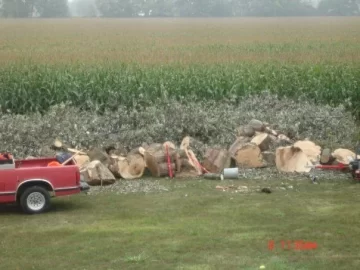 [Hearth.com] What is the most wood from one tree?