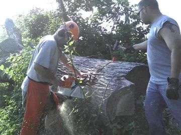 [Hearth.com] What is the most wood from one tree?