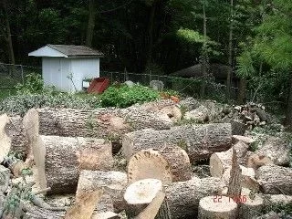 [Hearth.com] What is the most wood from one tree?