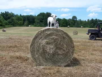 [Hearth.com] New addition to the farm