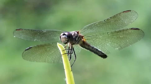 [Hearth.com] Bugs, flowers, osage, compost
