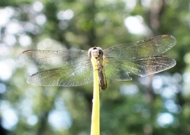 [Hearth.com] Bugs, flowers, osage, compost