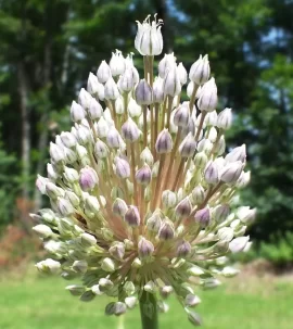 [Hearth.com] Bugs, flowers, osage, compost