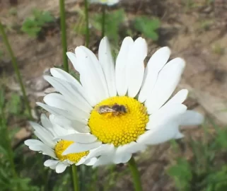 [Hearth.com] Bugs, flowers, osage, compost