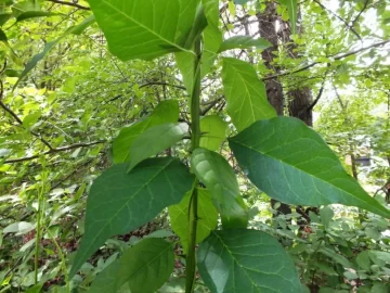 [Hearth.com] Bugs, flowers, osage, compost