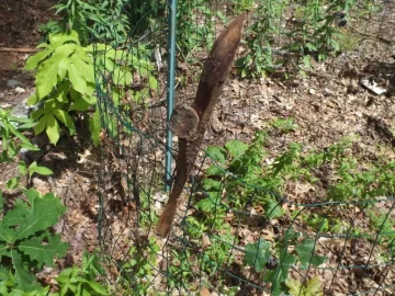 [Hearth.com] Bugs, flowers, osage, compost