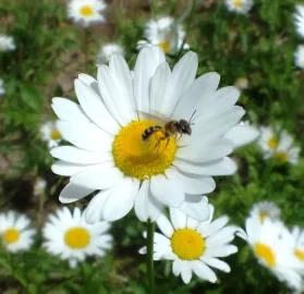 [Hearth.com] Bugs, flowers, osage, compost