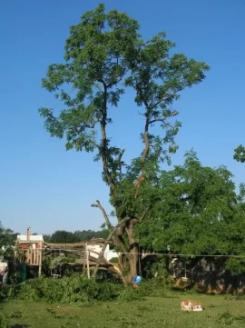 [Hearth.com] Worst way to get firewood