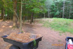 Pine Needle Removal