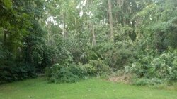 Big Storm just knocked down a big tree in my yard what a way to wake up!!