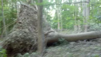 [Hearth.com] Big Storm just knocked down a big tree in my yard what a way to wake up!!