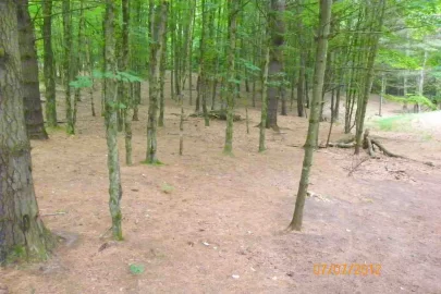 [Hearth.com] Pine Needle Removal