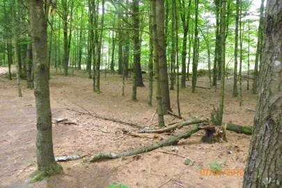 [Hearth.com] Pine Needle Removal