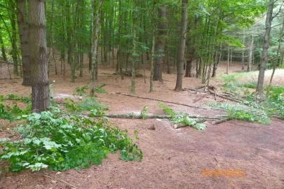 [Hearth.com] Pine Needle Removal