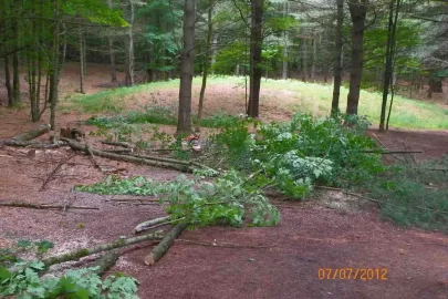 [Hearth.com] Pine Needle Removal