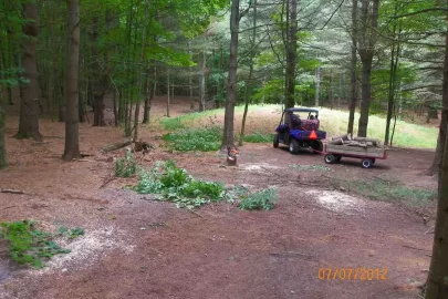 [Hearth.com] Pine Needle Removal