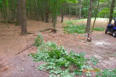 [Hearth.com] Pine Needle Removal