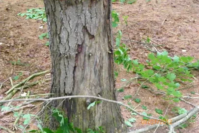 [Hearth.com] Pine Needle Removal