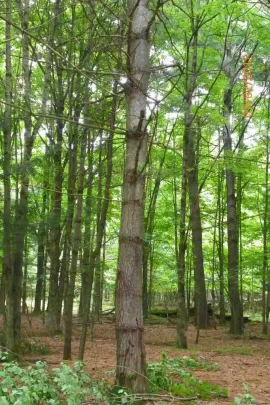 [Hearth.com] Pine Needle Removal