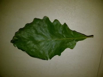 [Hearth.com] Oak Tree Down @ Church - Need ID...