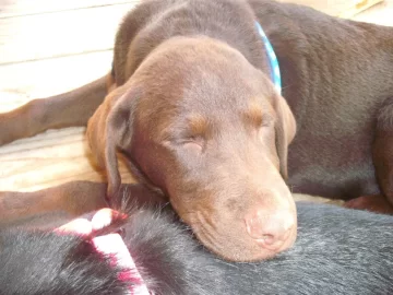 [Hearth.com] I FINALLY GOT MY DOG!