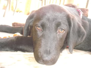 [Hearth.com] I FINALLY GOT MY DOG!