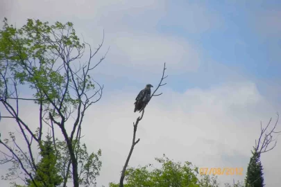 [Hearth.com] Wildlife Pics