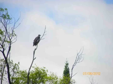 [Hearth.com] Wildlife Pics