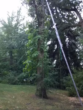 [Hearth.com] Can anyone identify this plant??