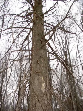 [Hearth.com] Oak Tree Down @ Church - Need ID...