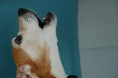 [Hearth.com] Ain't all bad.......