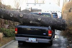 OK, cut the tree down and loaded it....