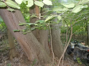 [Hearth.com] What to do with a big Ash