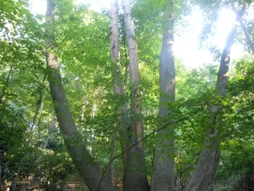 [Hearth.com] What to do with a big Ash