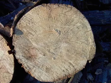 [Hearth.com] Wood ID please.