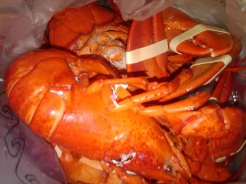 [Hearth.com] Anyone see Live & Kicking Lobsters $3.99 lb at the Market this weekend? See pics