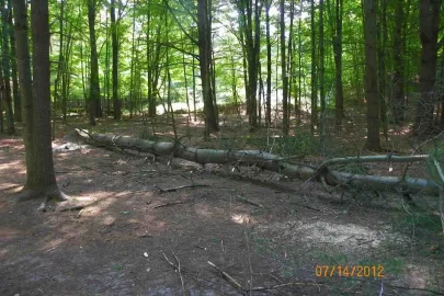 [Hearth.com] White Pine