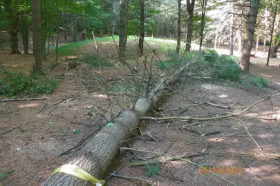[Hearth.com] White Pine