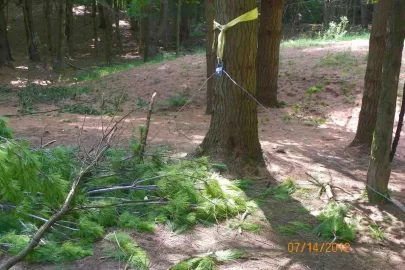 [Hearth.com] White Pine