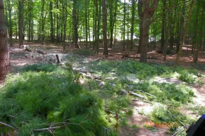 [Hearth.com] White Pine