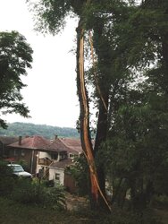 Storm Last Night - Amazing Lightning Strike on Tree