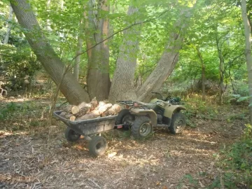[Hearth.com] This Big Ash will be in the record Books