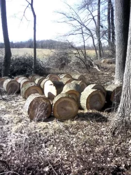 [Hearth.com] Scotch Plains NJ free wood