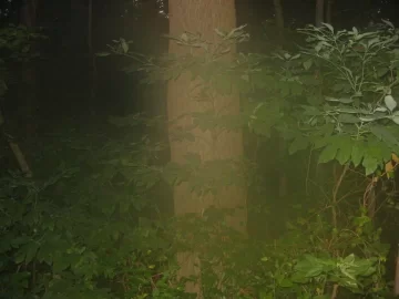 [Hearth.com] This Big Ash will be in the record Books