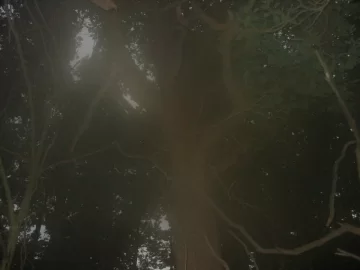 [Hearth.com] This Big Ash will be in the record Books